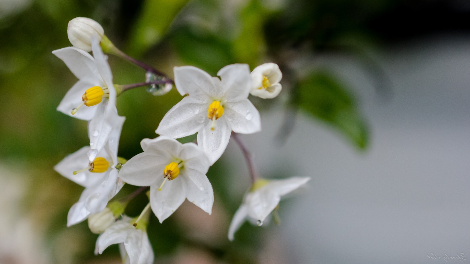 природа цветы жасмин nature flowers Jasmine бесплатно