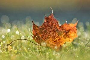 nature, Leaves, Maple Leaves, Macro, Water Drops, Closeup, Field, Grass, Bokeh, Fall, Depth Of Field