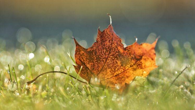 nature, Leaves, Maple Leaves, Macro, Water Drops, Closeup, Field, Grass, Bokeh, Fall, Depth Of Field HD Wallpaper Desktop Background