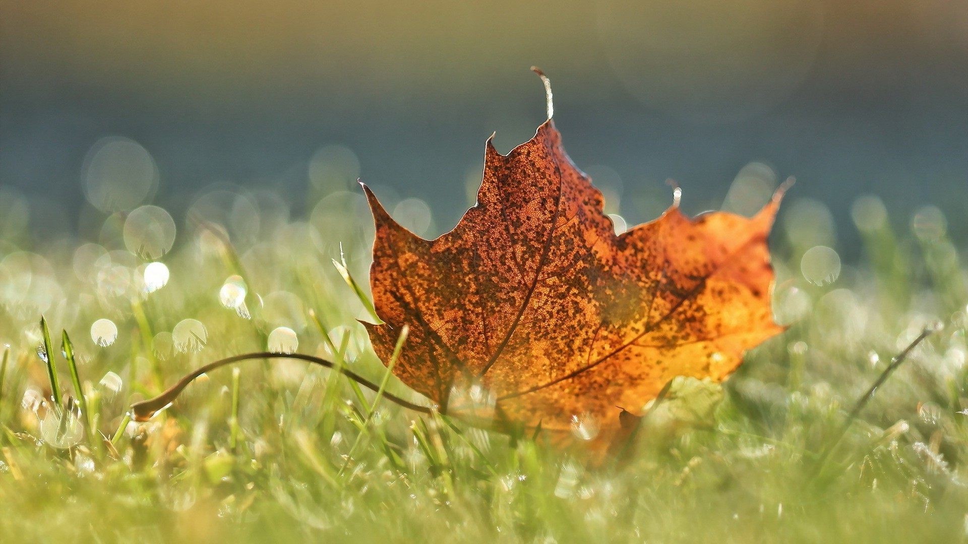 nature, Leaves, Maple Leaves, Macro, Water Drops, Closeup, Field, Grass, Bokeh, Fall, Depth Of Field Wallpaper