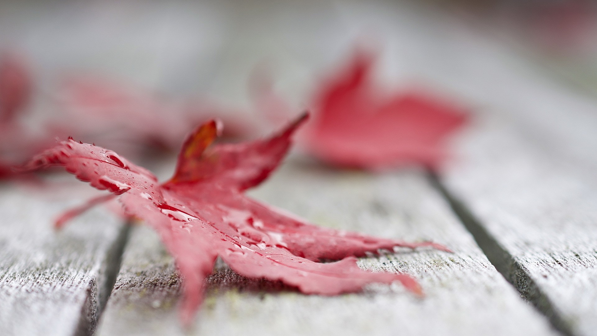 nature, Leaves, Maple Leaves, Macro, Water Drops, Closeup, Wooden Surface, Depth Of Field, Red Leaves, Fall Wallpaper