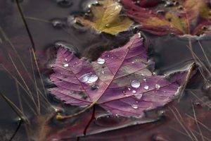 nature, Leaves, Maple Leaves, Macro, Water Drops, Closeup, Water, Grass, Fall