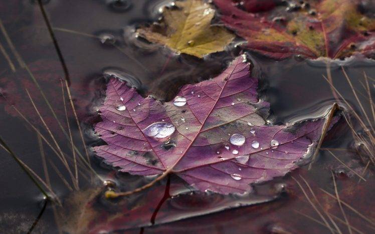 nature, Leaves, Maple Leaves, Macro, Water Drops, Closeup, Water, Grass, Fall HD Wallpaper Desktop Background
