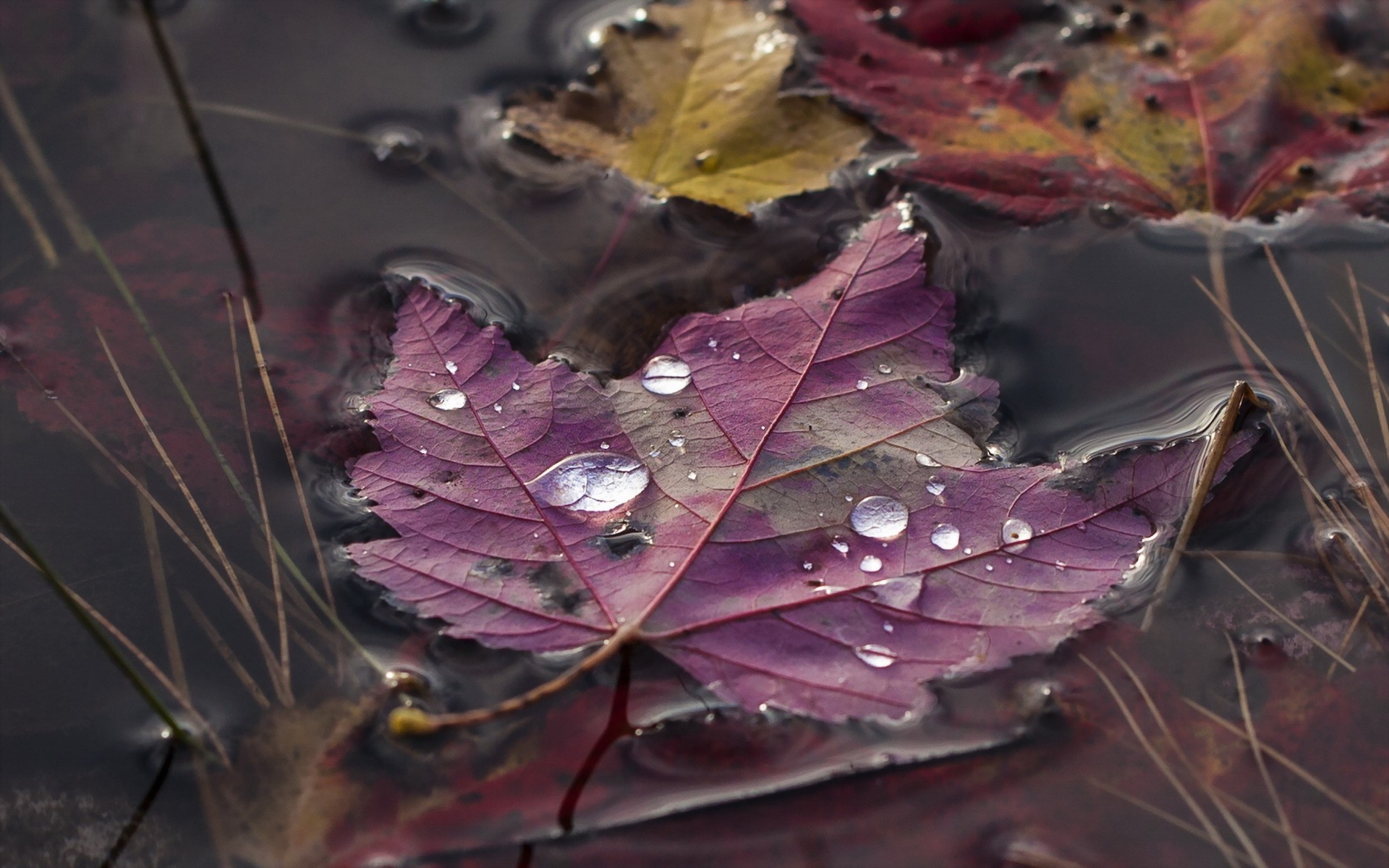 nature, Leaves, Maple Leaves, Macro, Water Drops, Closeup, Water, Grass, Fall Wallpaper