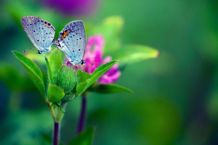 macro, Plants, Flowers, Lepidoptera HD Wallpaper Desktop Background