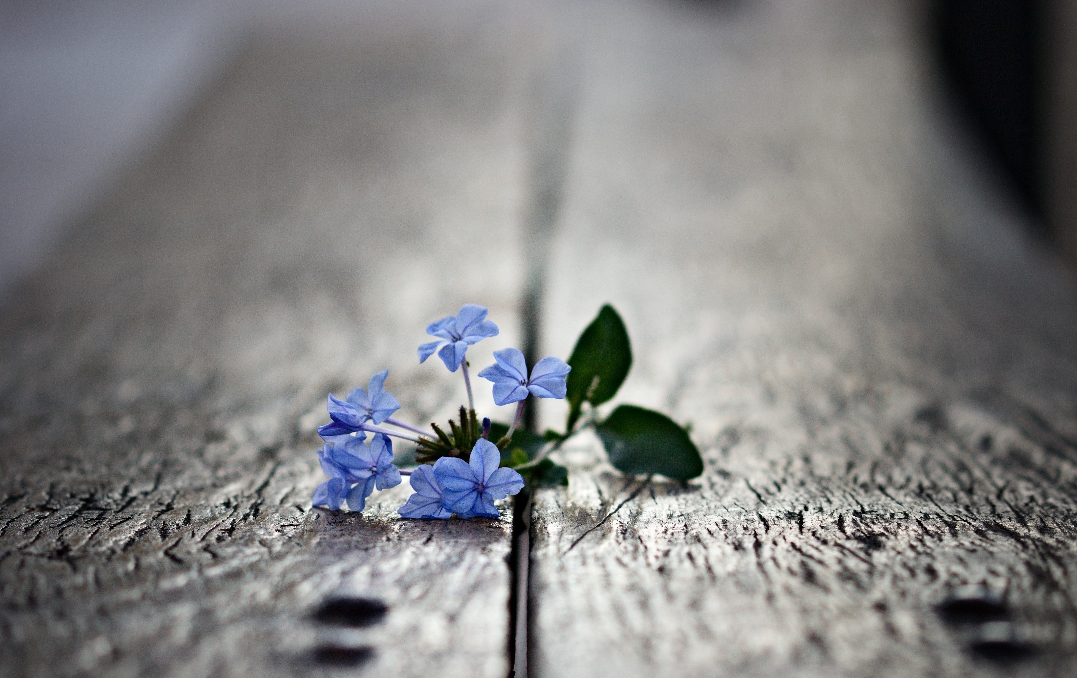 macro, Plants, Flowers Wallpaper