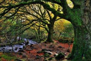 nature, Trees, Forest, Water, Ireland, National Park, Stream, Rock, Stones, Moss, Leaves, Branch, Fall