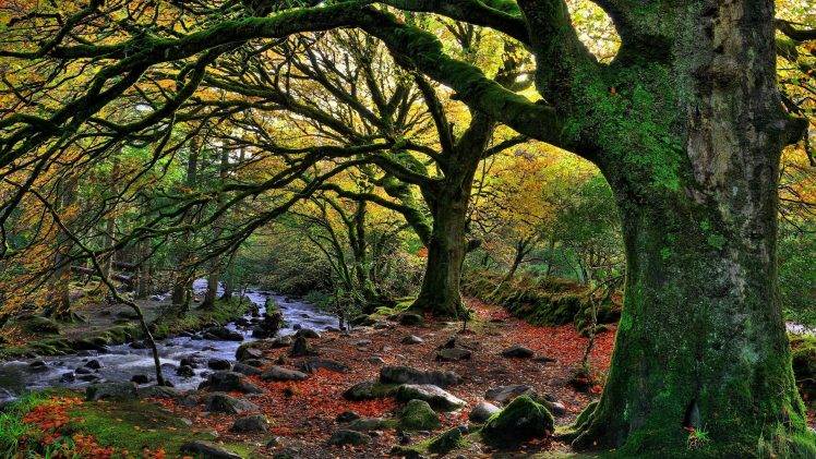 nature, Trees, Forest, Water, Ireland, National Park, Stream, Rock, Stones, Moss, Leaves, Branch, Fall HD Wallpaper Desktop Background