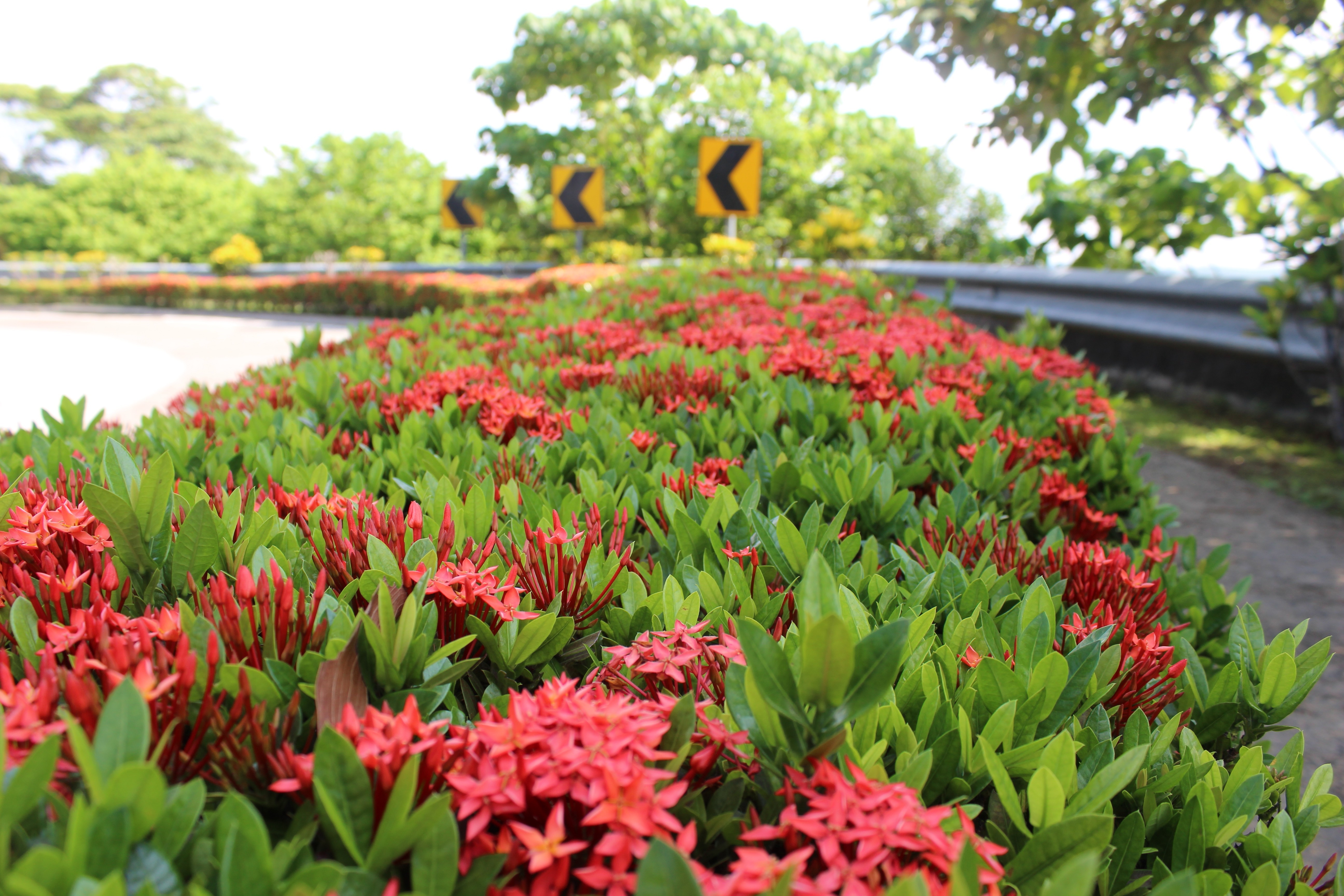 flowers Wallpaper