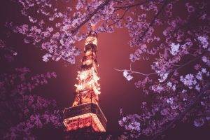 flowers, Tokyo Tower, Japan, Tokyo, Night