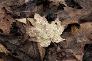 fall, Leaves, Maple Leaves, Nature, Canada