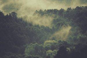 trees, Mist, Nature