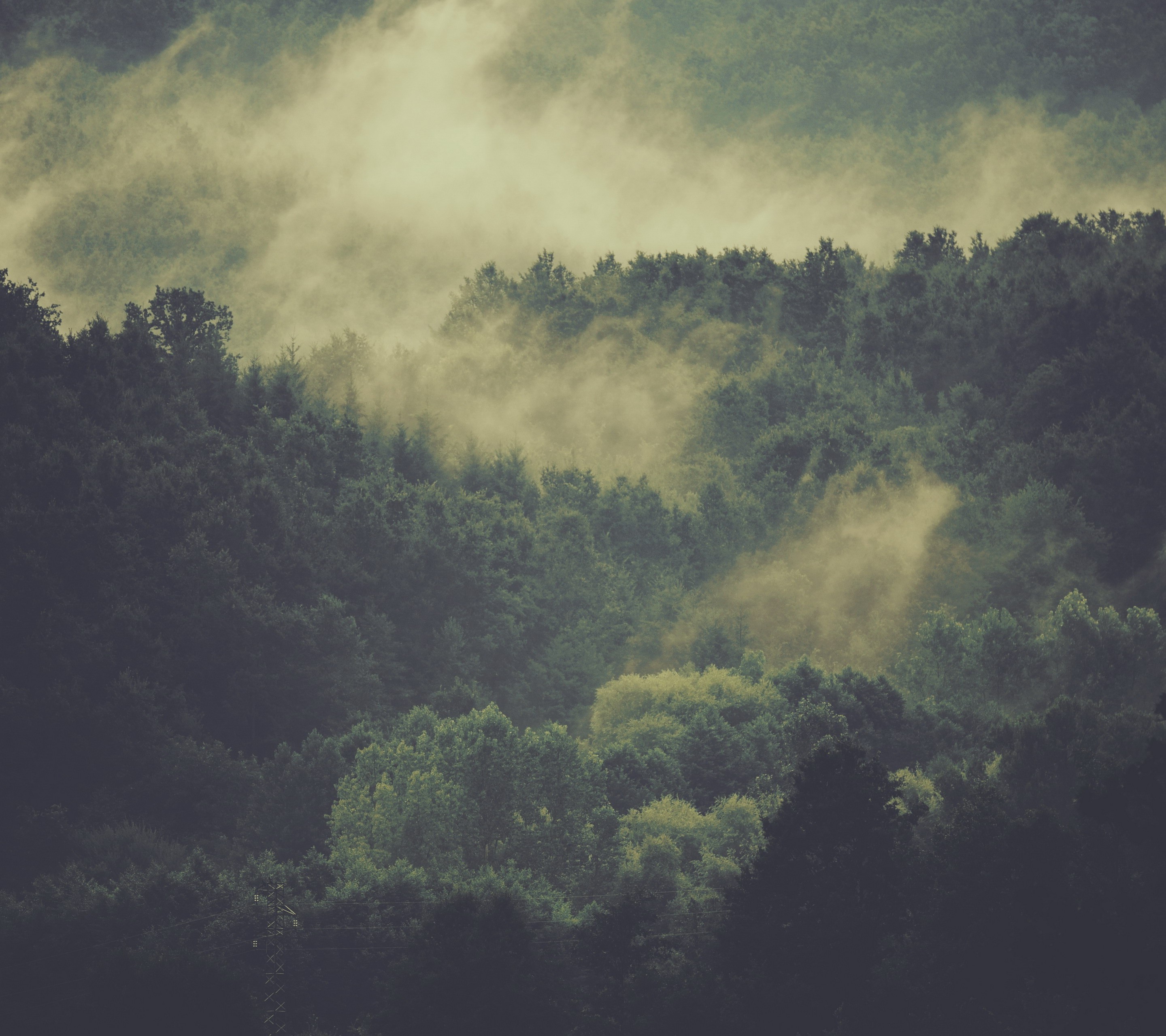 trees, Mist, Nature Wallpaper
