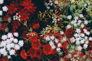 flowers, Red Flowers