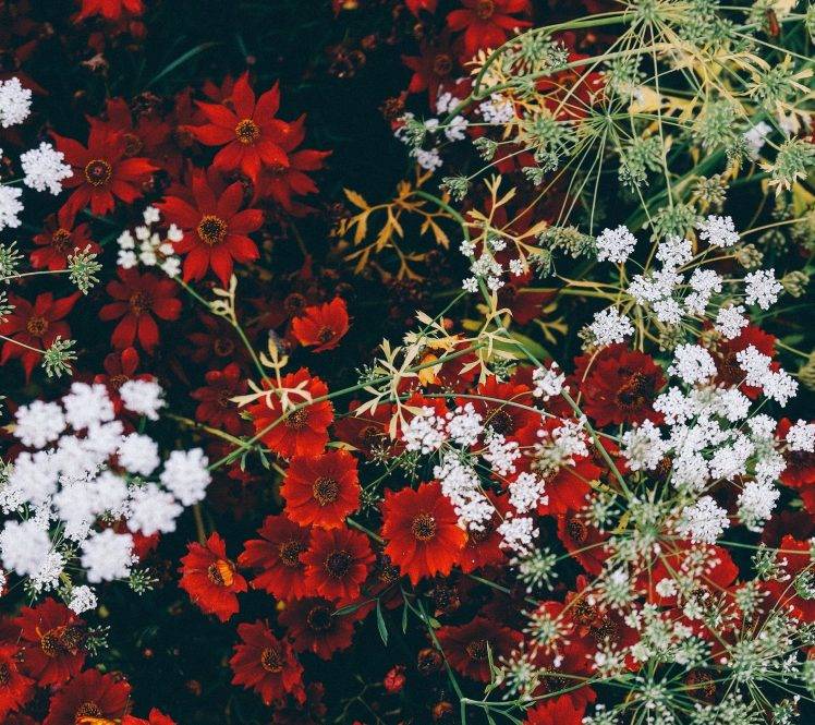 flowers, Red Flowers HD Wallpaper Desktop Background