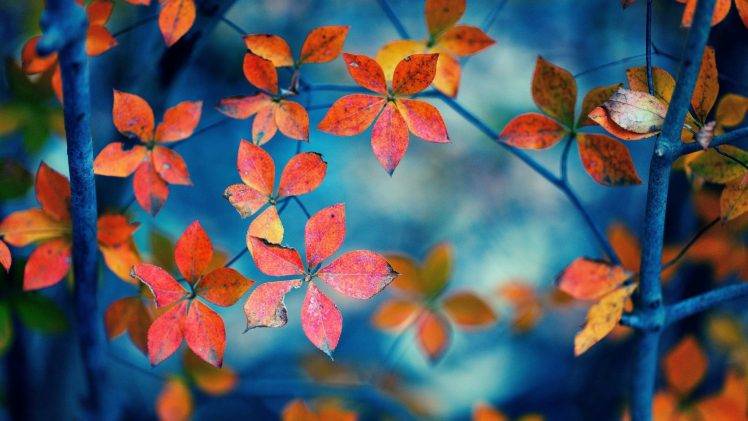 nature, Trees, Leaves, Branch, Fall, Depth Of Field, Closeup HD Wallpaper Desktop Background