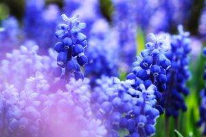 nature, Flowers, Blue, Macro, Closeup