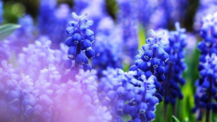 nature, Flowers, Blue, Macro, Closeup HD Wallpaper Desktop Background