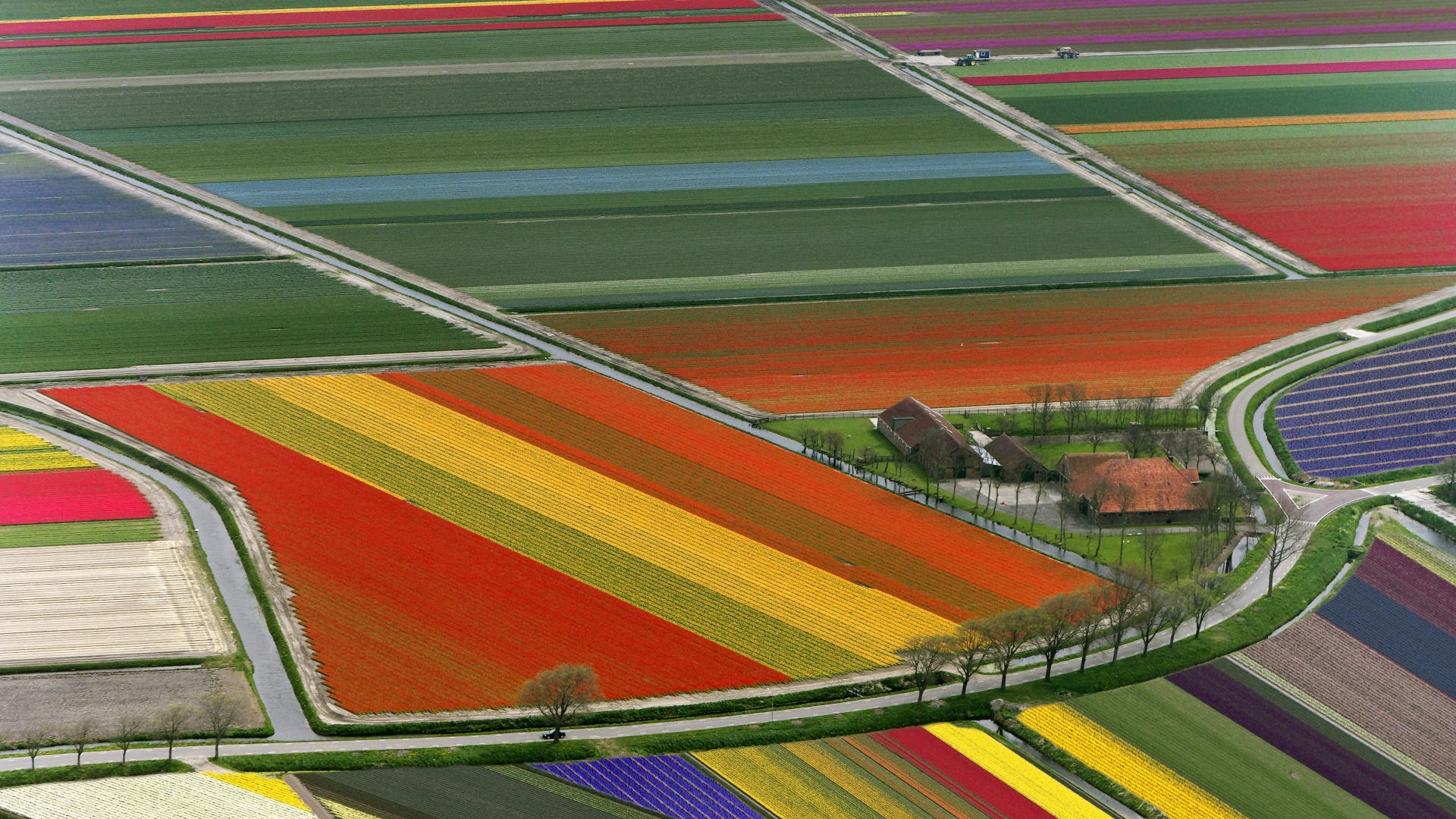 field, Flowers Wallpaper