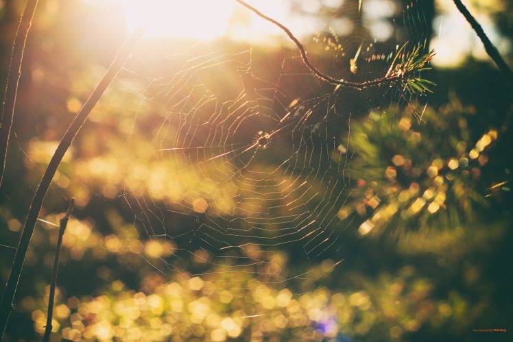 nature, Spiderwebs, Sunset, Forest, Bokeh, Trees HD Wallpaper Desktop Background