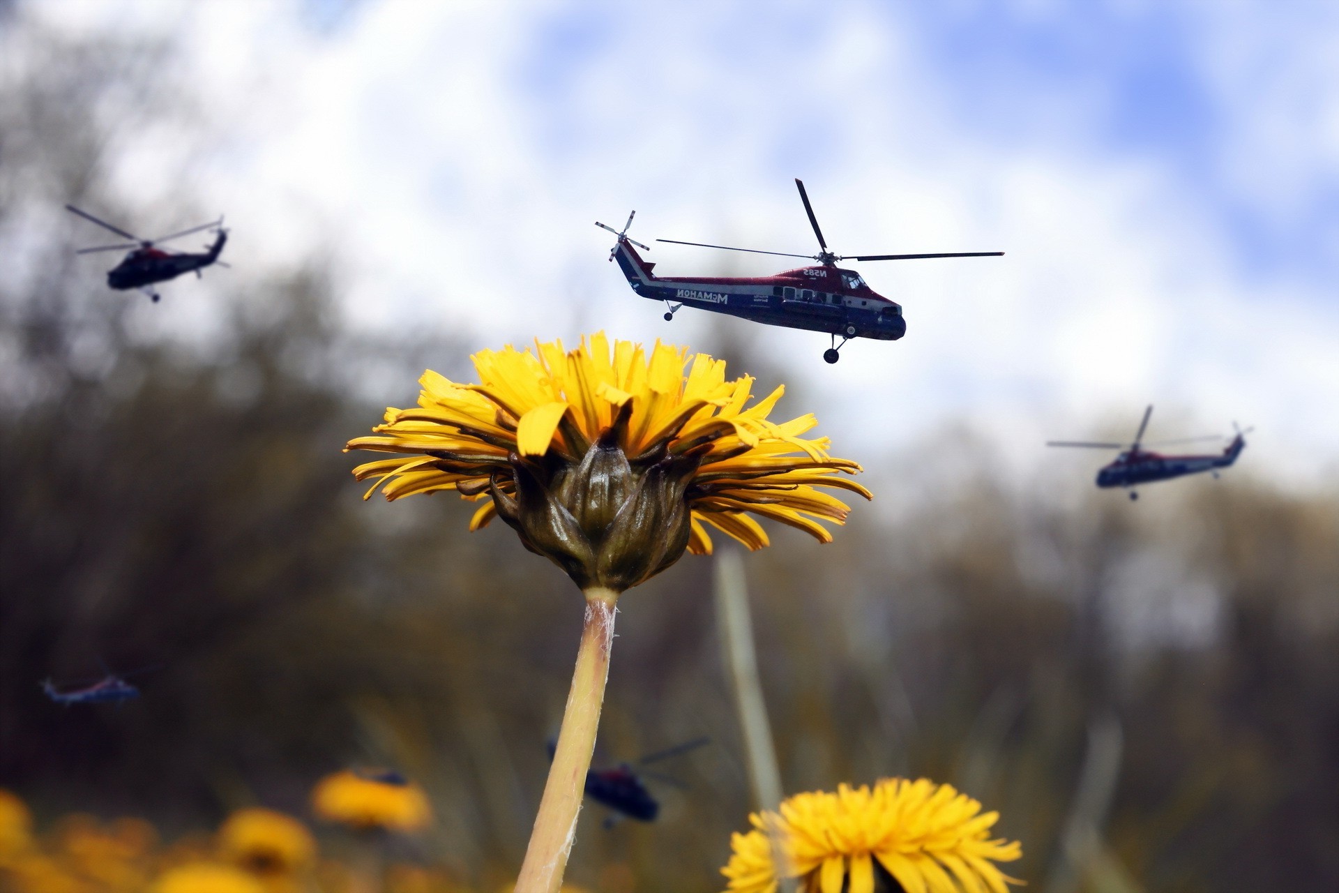 flowers, Nature, Macro, Helicopters, Depth Of Field Wallpaper