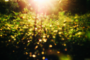 sunset, Forest, Nature, Bokeh, Life, Depth Of Field