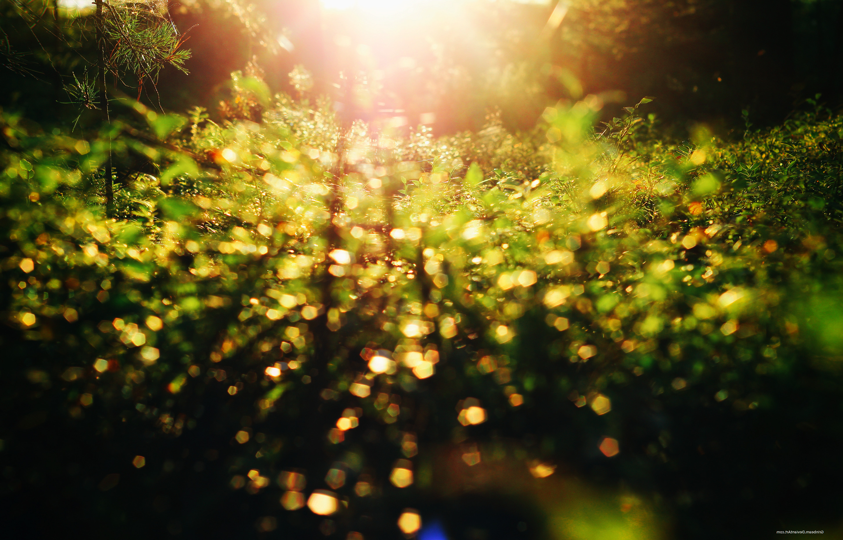 sunset, Forest, Nature, Bokeh, Life, Depth Of Field Wallpaper