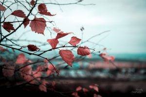 trees, Leaves, Fall, Nature