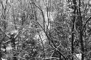 nature, Snow, Snowflakes, Trees