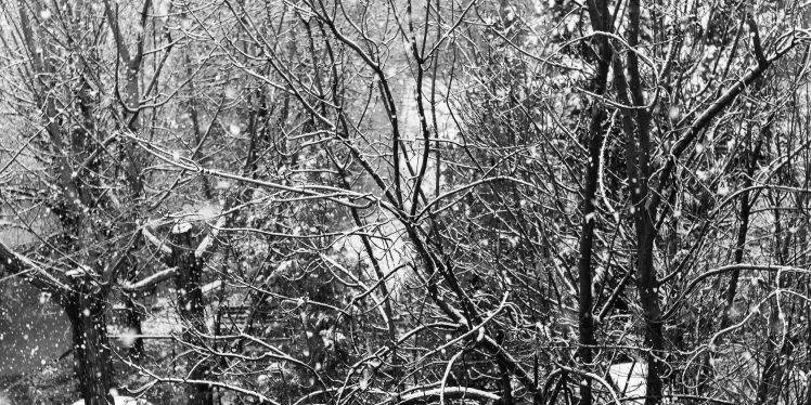 nature, Snow, Snowflakes, Trees HD Wallpaper Desktop Background