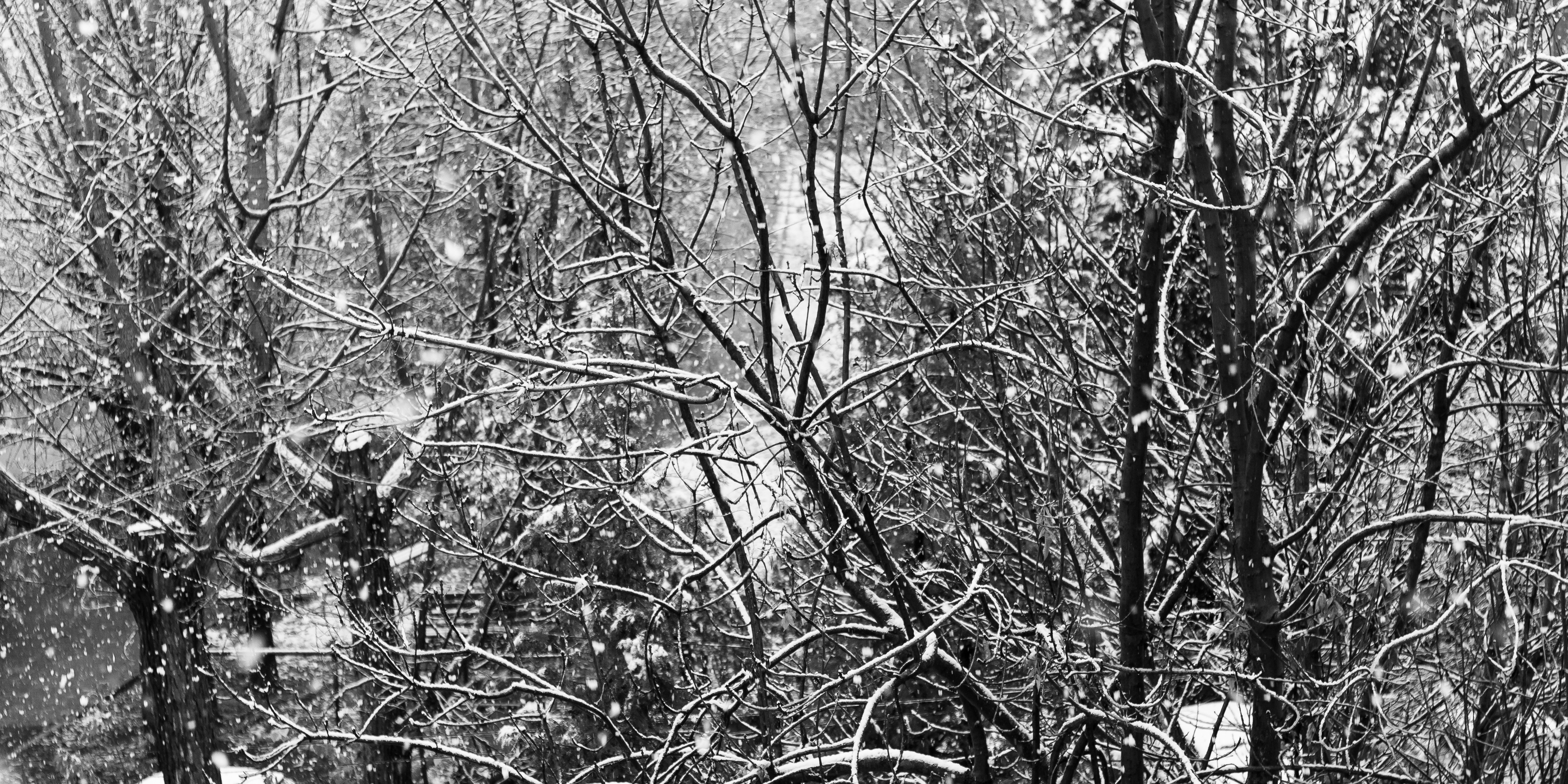 nature, Snow, Snowflakes, Trees Wallpaper