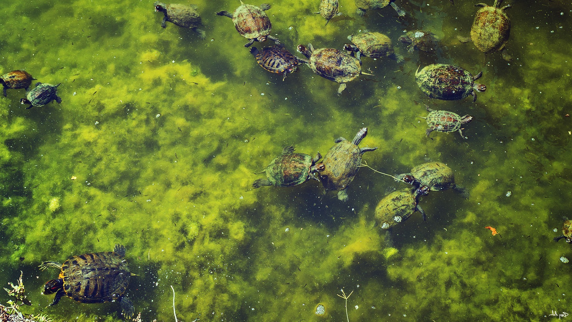 nature, Turtle Wallpaper