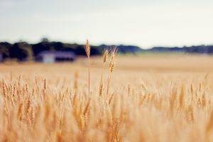wheat, Nature