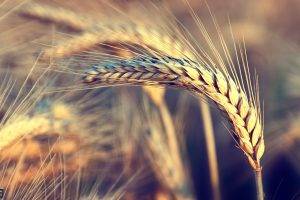 wheat, Nature, Wind