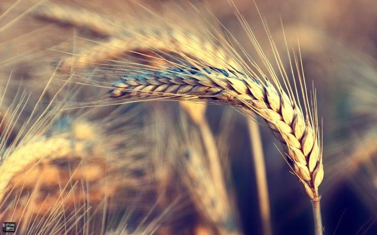 wheat, Nature, Wind HD Wallpaper Desktop Background