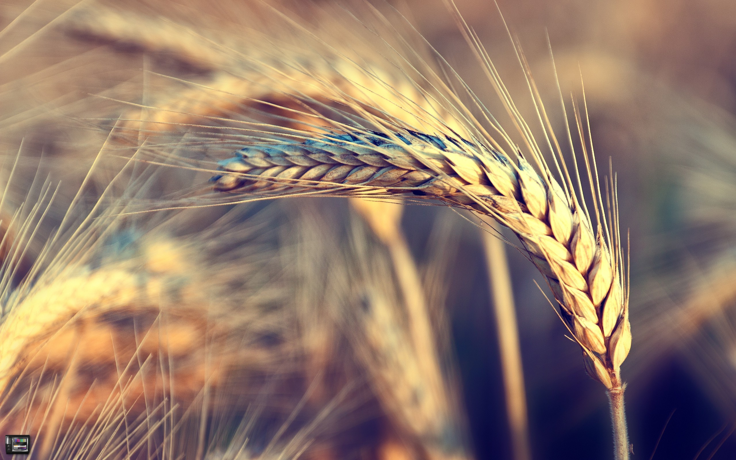wheat, Nature, Wind Wallpaper