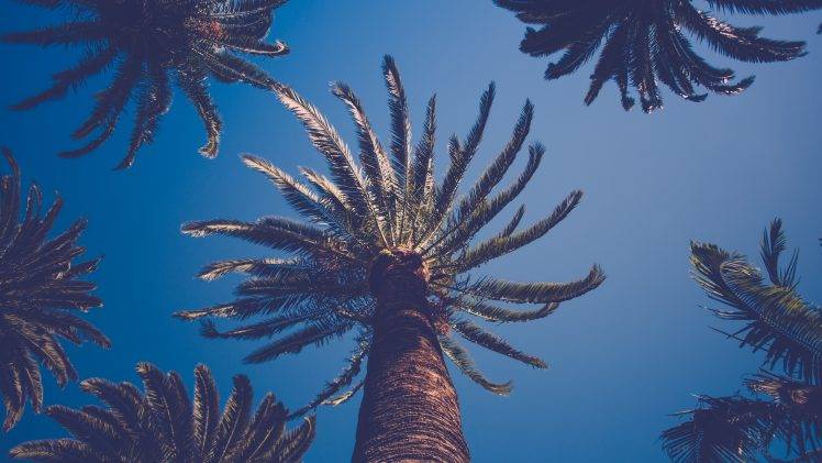 nature, Palm Trees HD Wallpaper Desktop Background