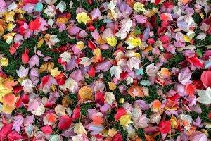nature, Leaves, Fall, Field, Grass, Colorful