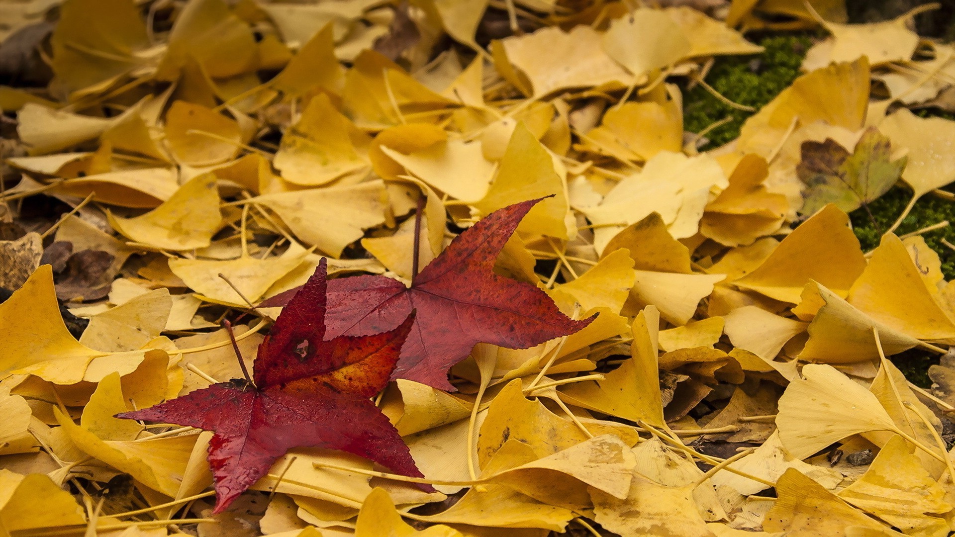 nature, Leaves, Fall, Field, Grass, Yellow, Depth Of Field Wallpaper
