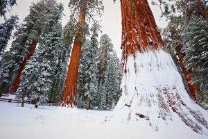 redwood, Snow, Trees, Winter, Nature, Forest