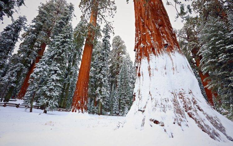 redwood, Snow, Trees, Winter, Nature, Forest HD Wallpaper Desktop Background