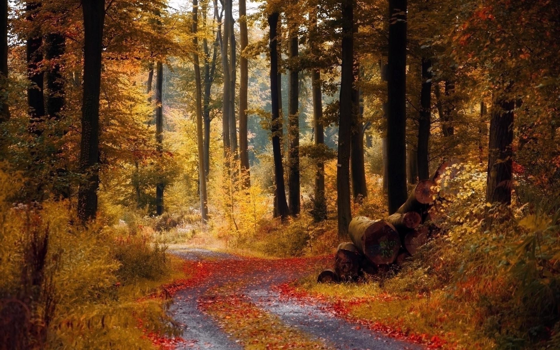 nature Wallpaper