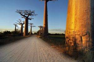 nature, Baobabs