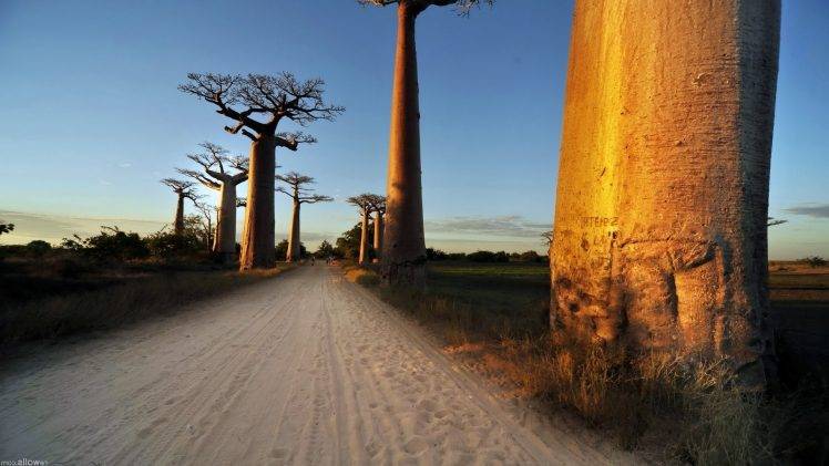 nature, Baobabs HD Wallpaper Desktop Background