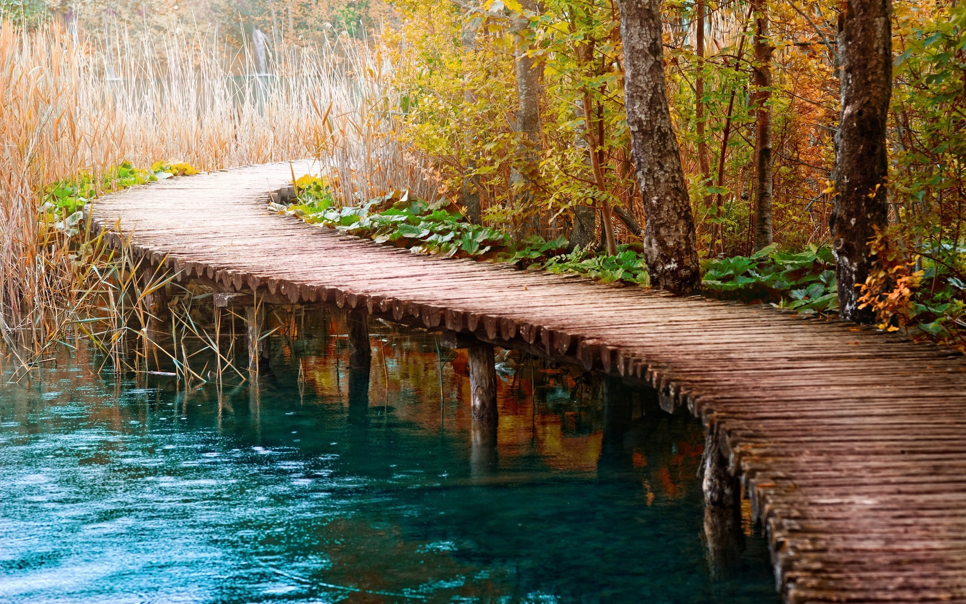 nature Wallpaper