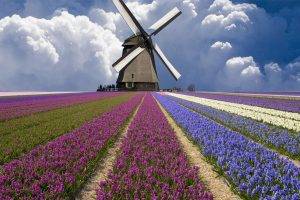 nature, Windmills
