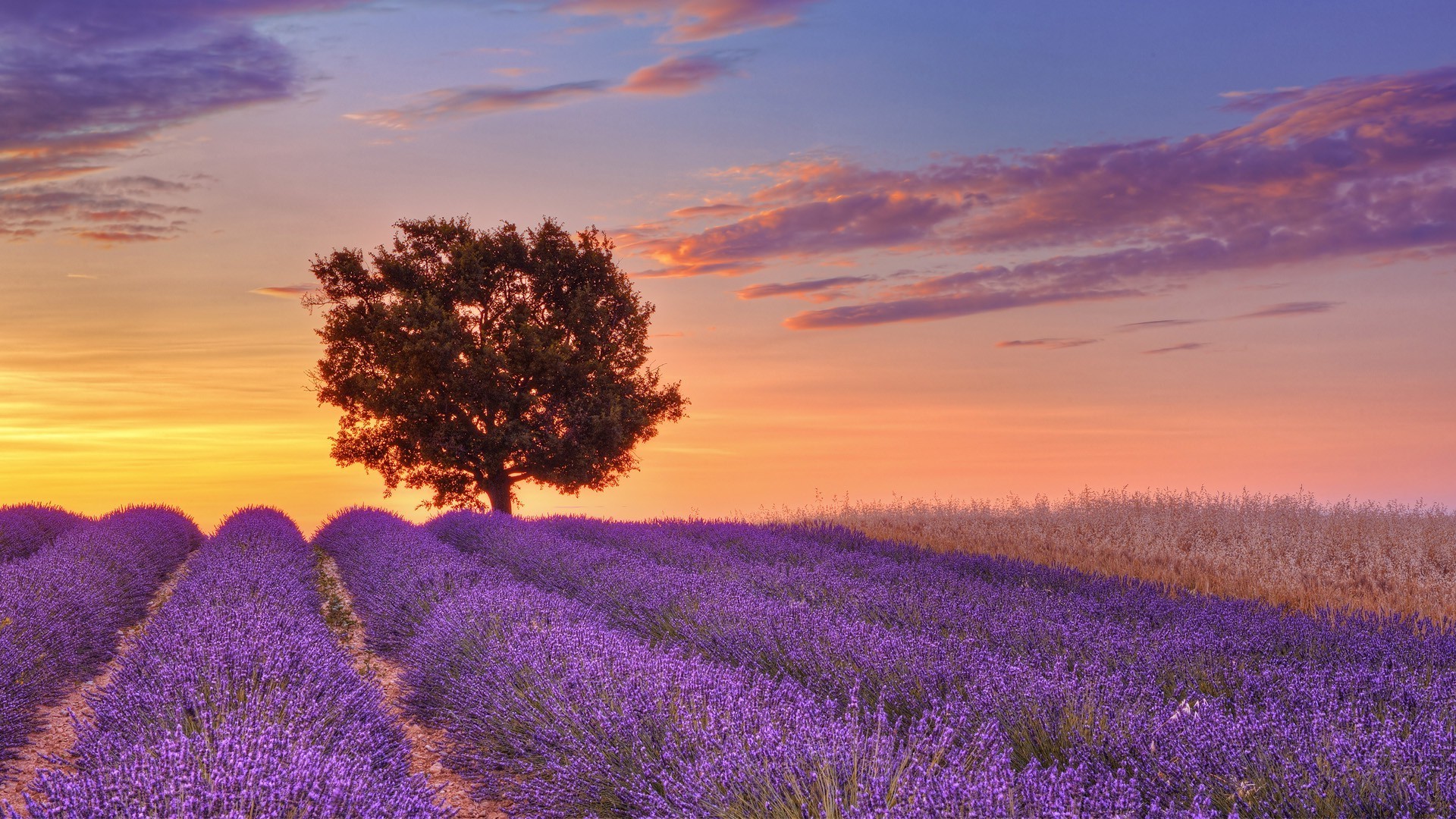 nature Wallpaper