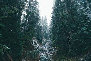 nature, Trees, Forest, Fir, Winter, Snow