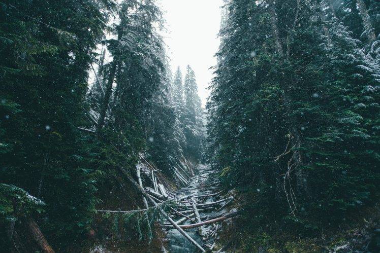 nature, Trees, Forest, Fir, Winter, Snow HD Wallpaper Desktop Background
