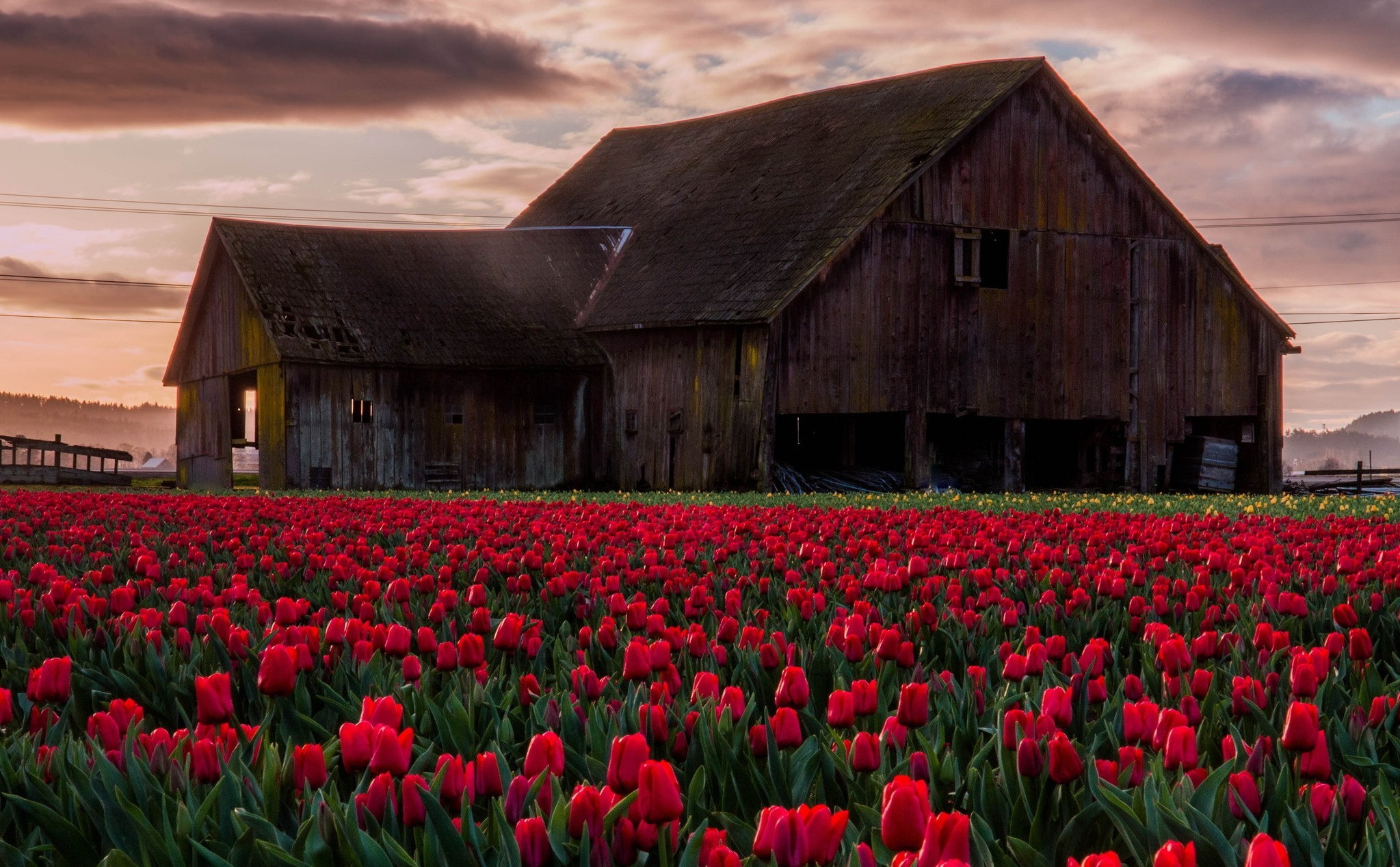 nature Wallpaper